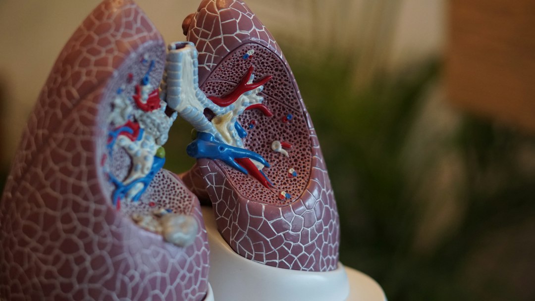 Anatomical view of lungs representing respiratory health